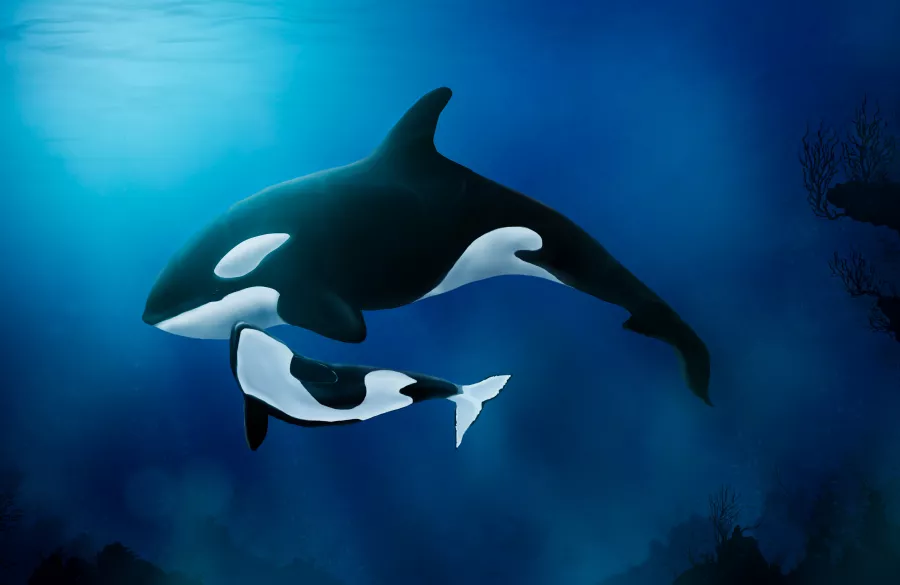 orca swimming in ocean blue