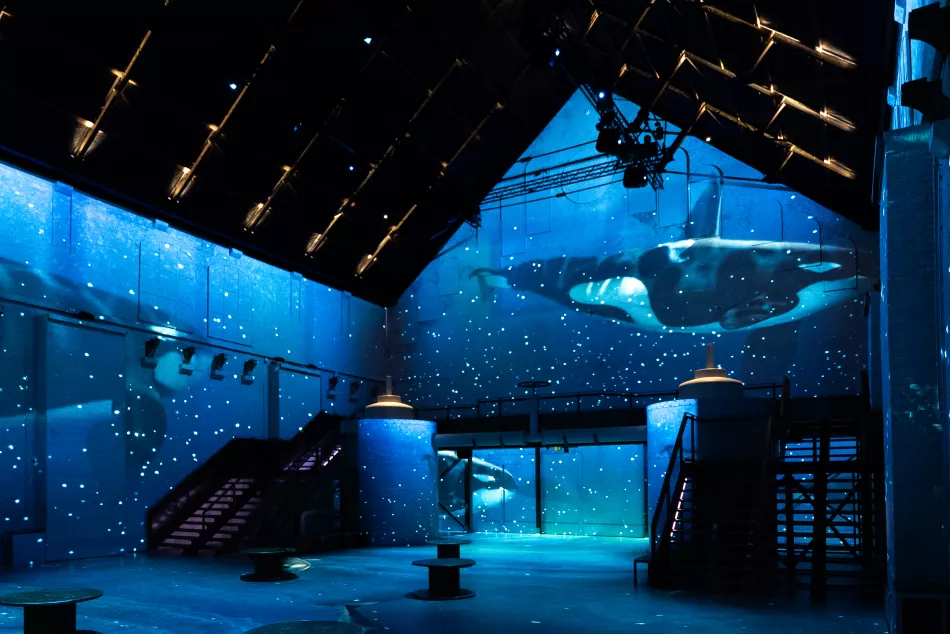 orcas swimming in sea projection