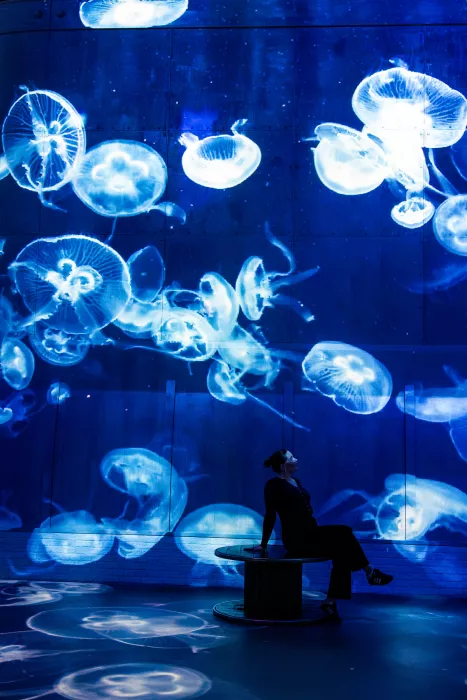 glowing jellyfish immersive exhibition